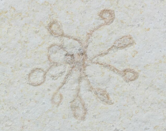 Floating Crinoid (Saccocoma) - Solnhofen Limestone #58292